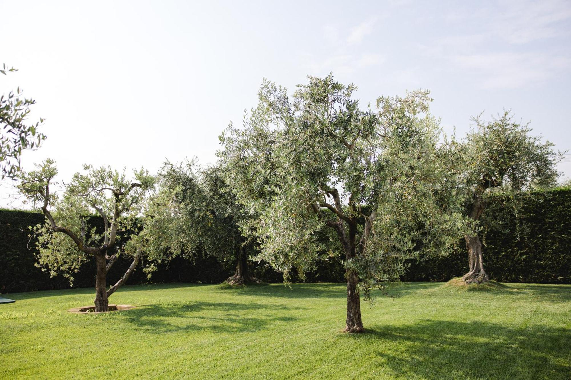 La Rondinella *
