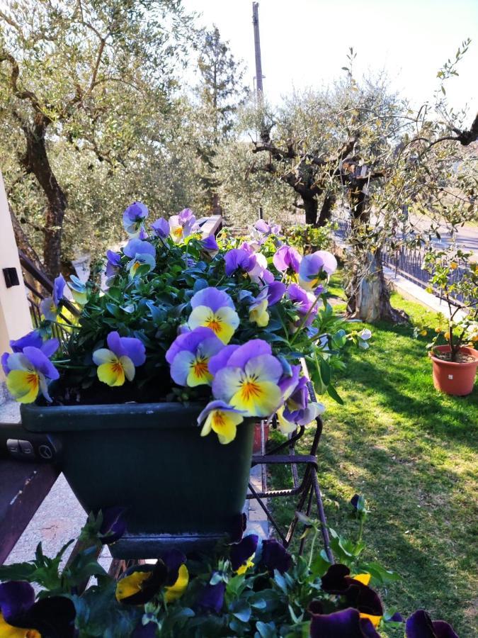 Bellini * Bardolino
