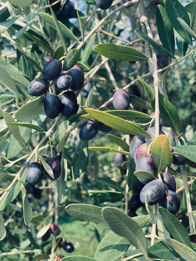 Indigo Eco Appartamento