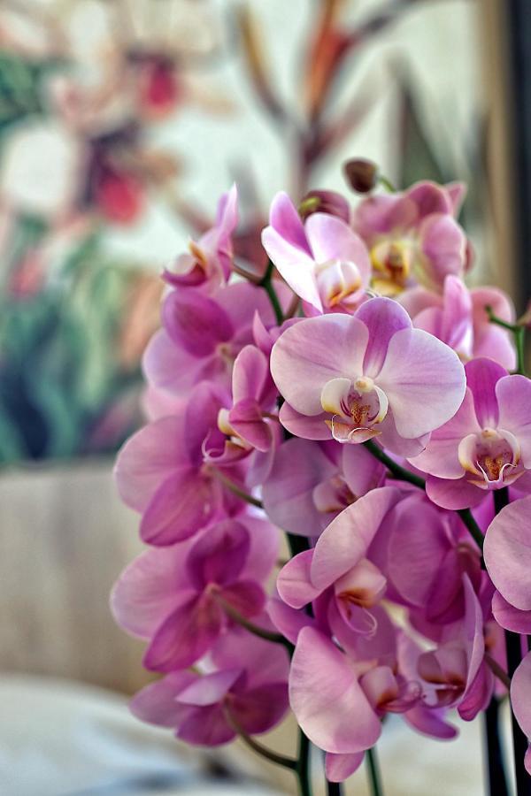 Orchidea 3* Bardolino