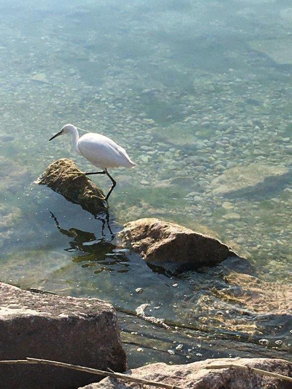 Olivenblatt 4 *