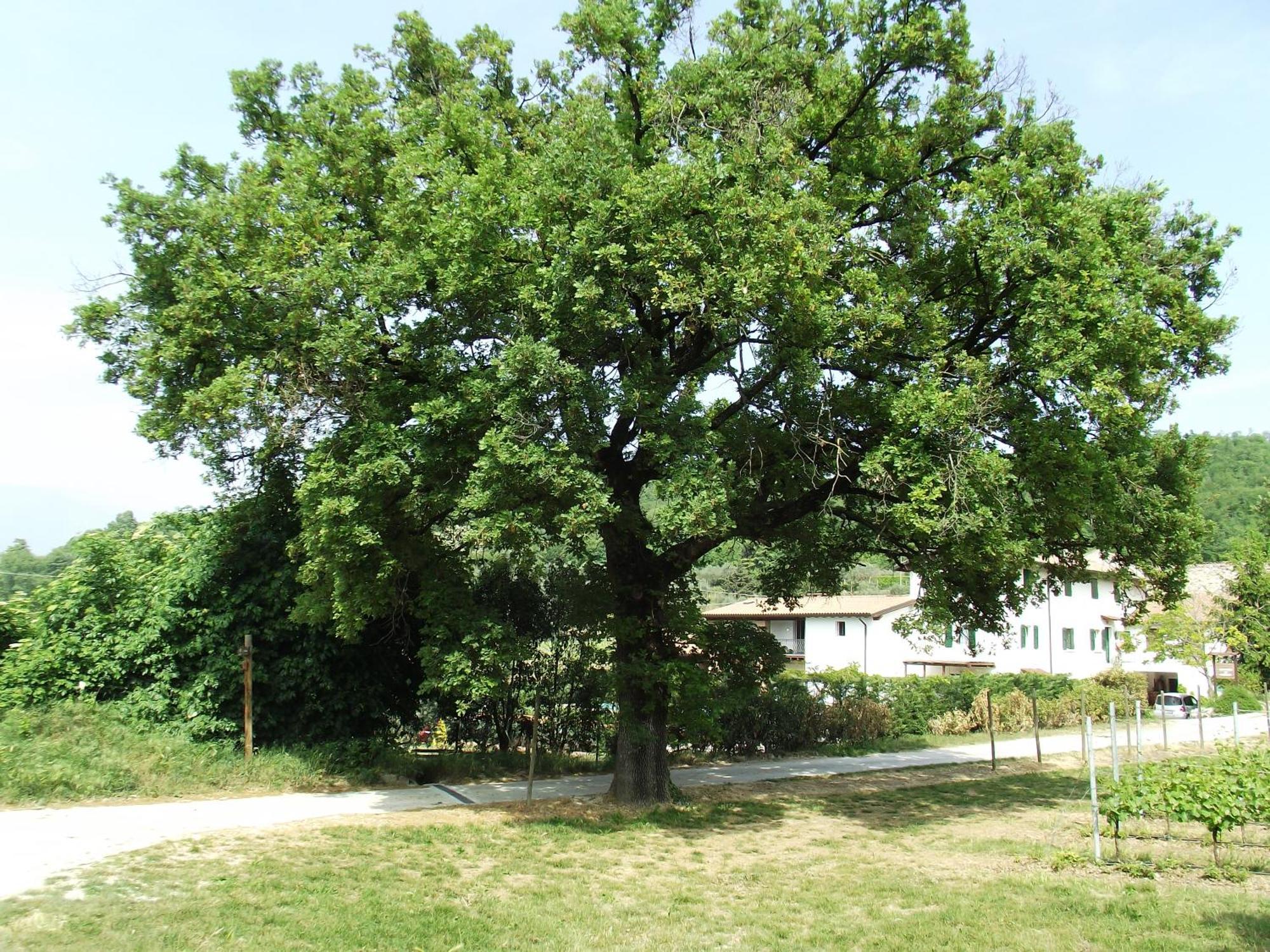 Apartment Ca' Castellani *