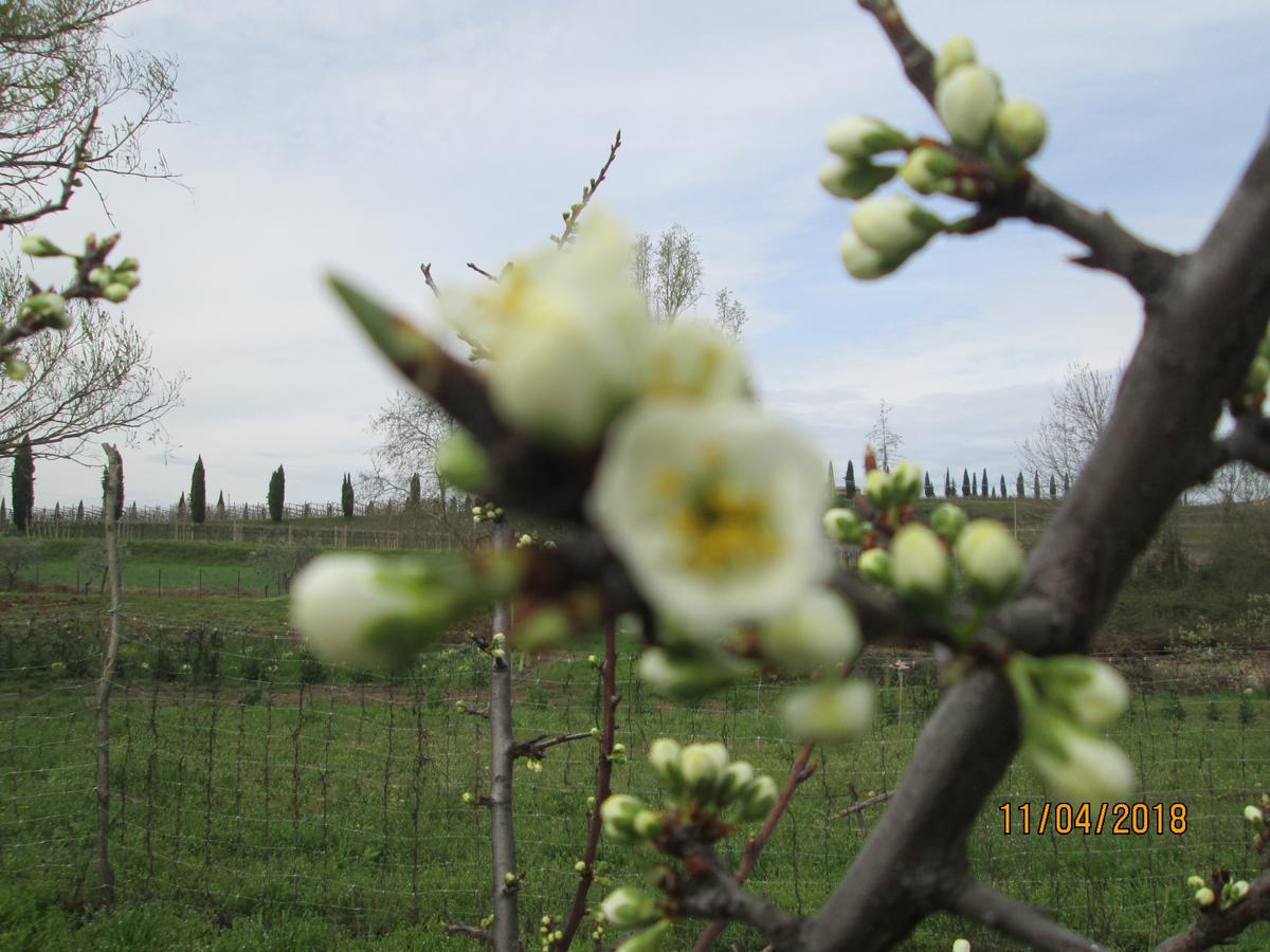 Ca' Castellani Bardolino